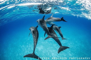 Dolphins play by morning in our wake in the clear blue wa... by Steven Anderson 